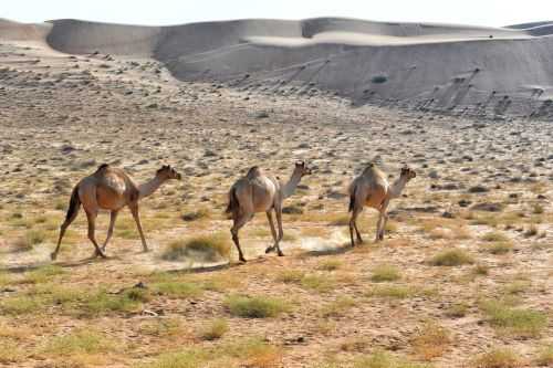 OMAN DESERT MARATHON | 165K 2016